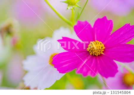 水滴の点いたコスモスの花 水滴の点いたコスモスの花 131545804