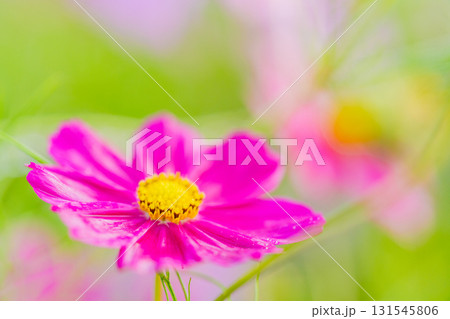 水滴の点いたコスモスの花 水滴の点いたコスモスの花 131545806