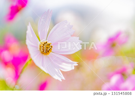 水滴の点いたコスモスの花 131545808