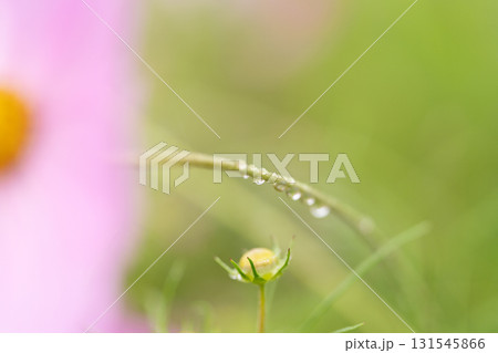 茎の水滴に映りこんだコスモスの花 茎の水滴に映りこんだコスモスの花 131545866