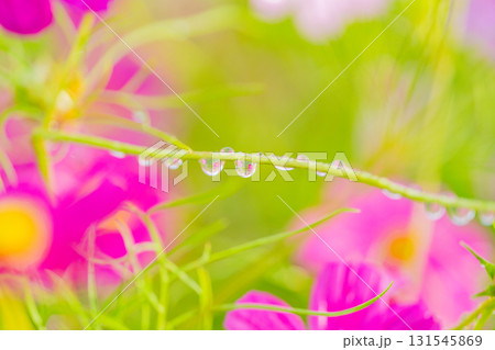 茎の水滴に映りこんだコスモスの花 茎の水滴に映りこんだコスモスの花 131545869