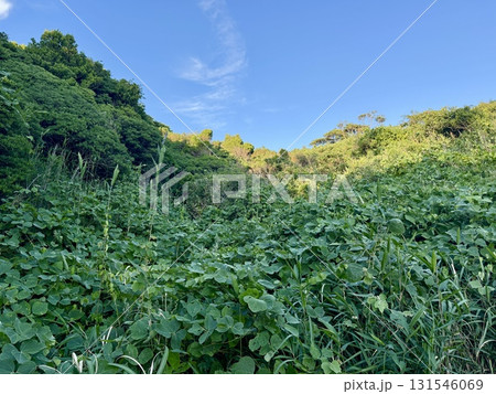 夏の山に生い茂る草木 夏の山に生い茂る草木 131546069