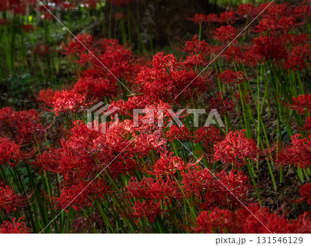 群生して咲く彼岸花の風景（千葉県柏市・あけぼの山農業公園） 131546129