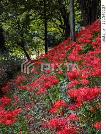 群生して咲く彼岸花の風景（千葉県柏市・あけぼの山農業公園） 131546137