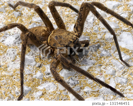 アシダカグモのいる風景 131546451