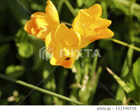 黄色いフリージアのある風景 131546556