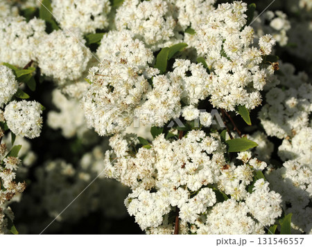 コデマリのある風景 131546557