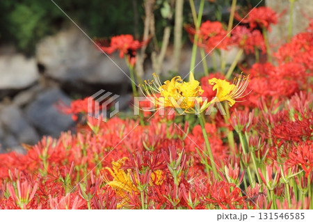 めずらしい黄色い彼岸花 131546585