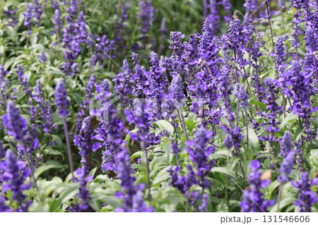 ブルーサルビアの花 131546606