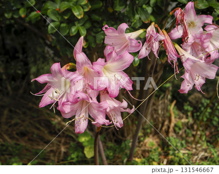 アマリリスの花 アマリリスの花 131546667