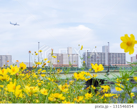 【しながわ花街道】コスモスが咲く運河沿いの道 131546854