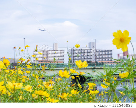 【しながわ花街道】コスモスが咲く運河沿いの道 131546855