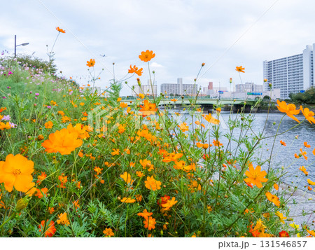 【しながわ花街道】コスモスが咲く運河沿いの道 131546857