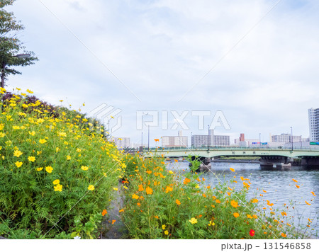 【しながわ花街道】コスモスが咲く運河沿いの道 131546858