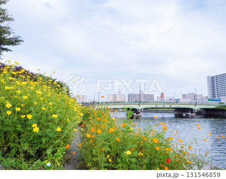 【しながわ花街道】コスモスが咲く運河沿いの道 131546859