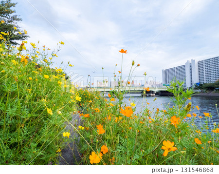 【しながわ花街道】コスモスが咲く運河沿いの道 131546868