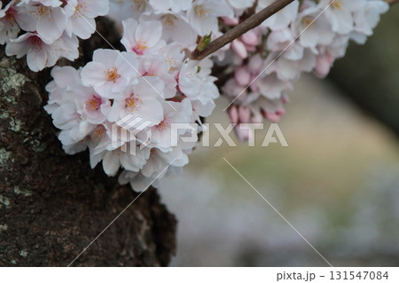 幹に咲いた桜の花 幹に咲いた桜の花 131547084