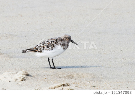Sanderling, Calidris alba, relaxing on the sand 131547098