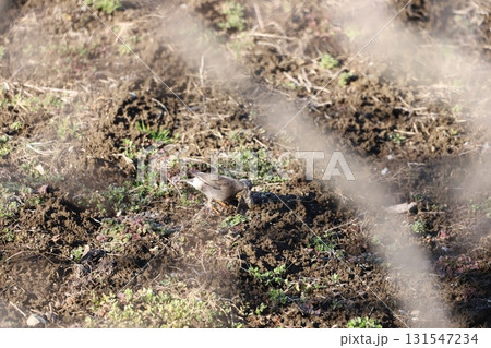 エサを探しているムクドリ エサを探しているムクドリ 131547234