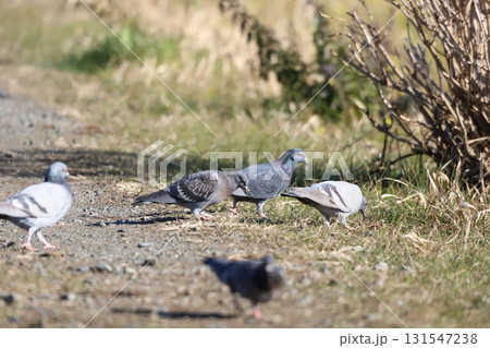 道端を歩く鳩の群れ 131547238