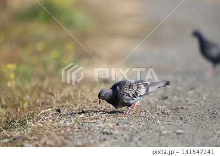 餌を探して啄んでいる姿 131547241