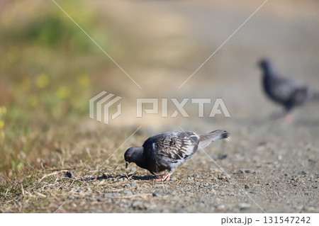 餌を探して啄んでいる姿 餌を探して啄んでいる姿 131547242