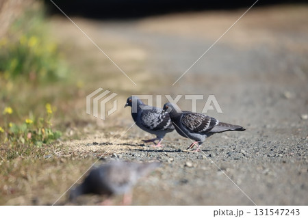 静かな道にたたずむ鳩の群れ 131547243
