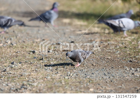 餌を探しながら歩いている鳩 餌を探しながら歩いている鳩 131547259
