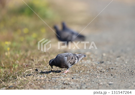 餌を啄んでいる鳩 餌を啄んでいる鳩 131547264