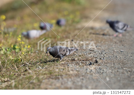 餌を探す鳩 131547272
