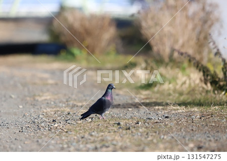 静かな道にたたずむ鳩 131547275