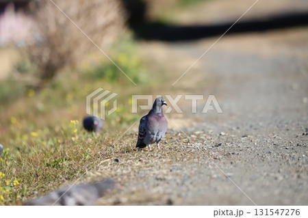晴れた日の散歩道と鳩 晴れた日の散歩道と鳩 131547276