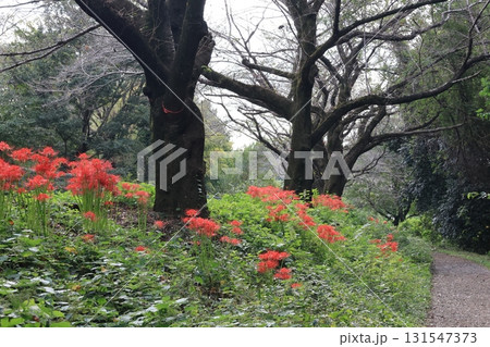 見沼代用水の土手に咲く満開の彼岸花 131547373