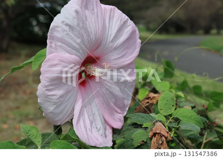 アメリカ芙蓉の大きな花 アメリカ芙蓉の大きな花 131547386