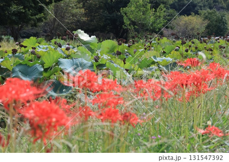 花の丘公園に咲く彼岸花の群生と枯れた蓮の実 花の丘公園に咲く彼岸花の群生と枯れた蓮の実 131547392
