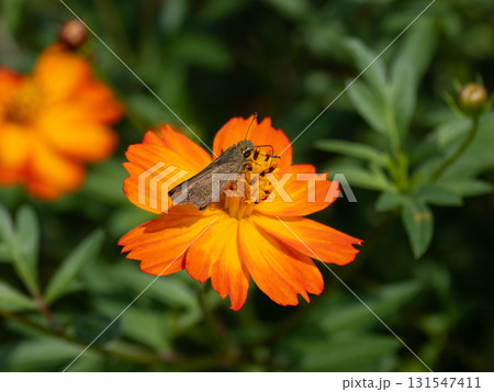 キバナコスモスの花にとまるセセリチョウ キバナコスモスの花にとまるセセリチョウ 131547411