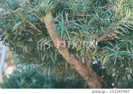 Japanese Gardener Japanese Gardener 131547487