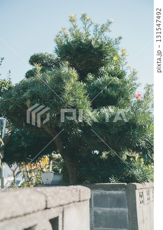 Japanese Gardener Japanese Gardener 131547492