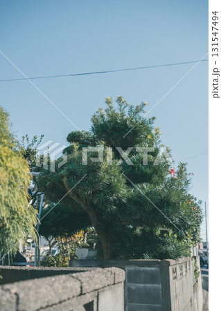 Japanese Gardener Japanese Gardener 131547494