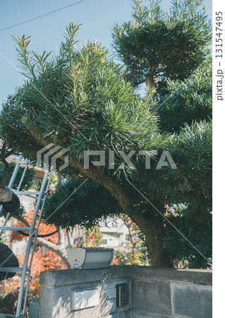 Japanese Gardener 131547495