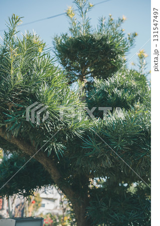 Japanese Gardener 131547497