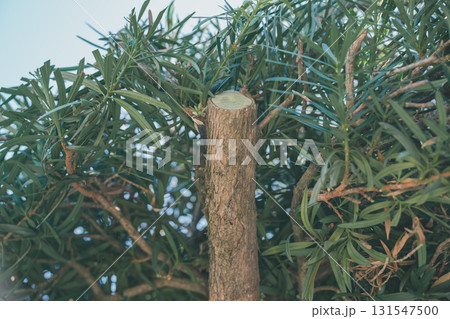 Japanese Gardener 131547500