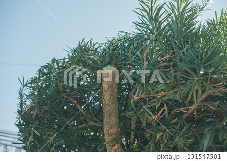 Japanese Gardener 131547501