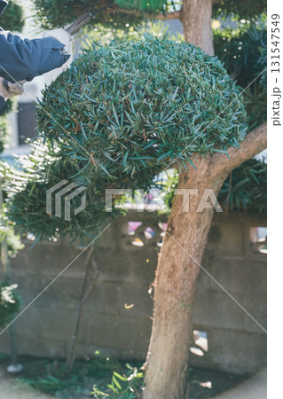 Japanese Gardener 131547549