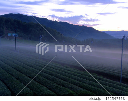 京都府南部・宇治田原町の朝霧に包まれた茶畑の日の出の風景 131547568