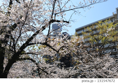 面影橋から見た春の神田川岸辺の風景 面影橋から見た春の神田川岸辺の風景 131547672