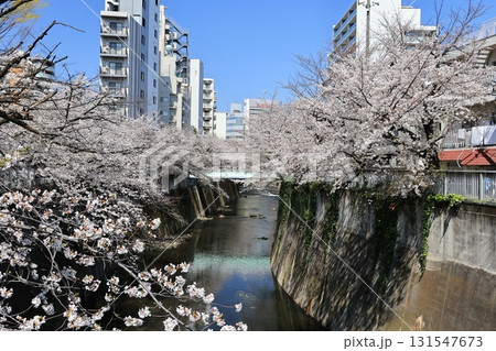 面影橋から見た春の神田川の風景 131547673