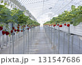 ハウスのイチゴ 131547686