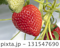 ハウスのイチゴ 131547690