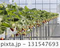 ハウスのイチゴ 131547693